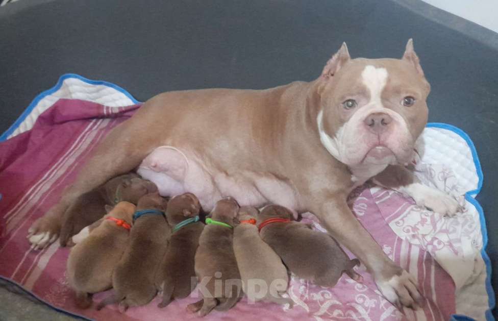 Собаки в Санкт-Петербурге: Американский булли покеты мини Девочка, Бесплатно - фото 2