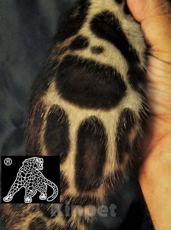 Кошки в Хабаровске: Бенгальский котенок. Профессиональный Питомник. Мальчик, Бесплатно - фото 3