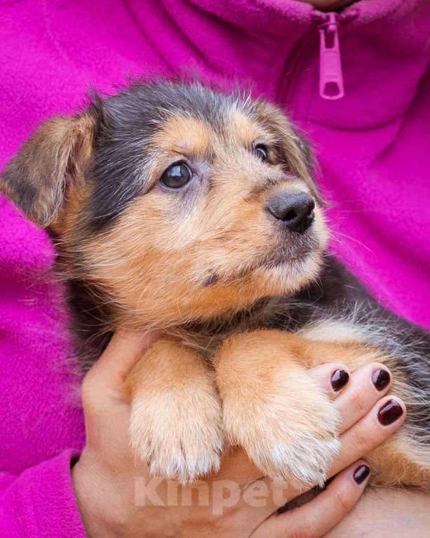 Собаки в Москве: Миниатюрный щенок, метис маленького терьера Мальчик, Бесплатно - фото 4