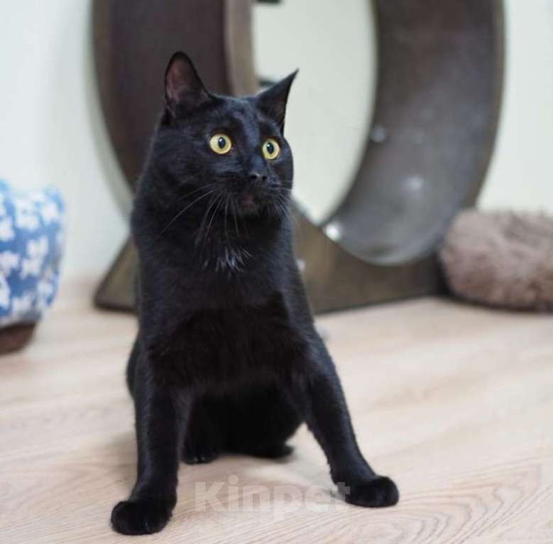 Кошки в Люберцах: У Криса нет одной лапы, кот в добрые руки Мальчик, Бесплатно - фото 3