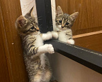 Кошки в Москве: Котенок Плуто ищет дом Мальчик, Бесплатно - фото 1
