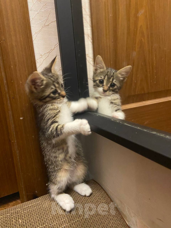 Кошки в Москве: Котенок Плуто ищет дом Мальчик, Бесплатно - фото 1