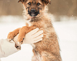 Собаки в других городах Московской области: Щенок в добрые руки Девочка, Бесплатно - фото 5