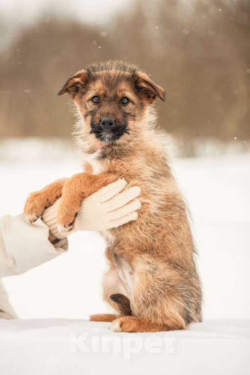 Собаки в других городах Московской области: Щенок в добрые руки Девочка, Бесплатно - фото 5