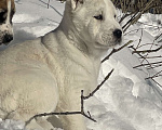 Собаки в Москве: Алабай, щенок, среднеазиатская овчарка Девочка, Бесплатно - фото 2