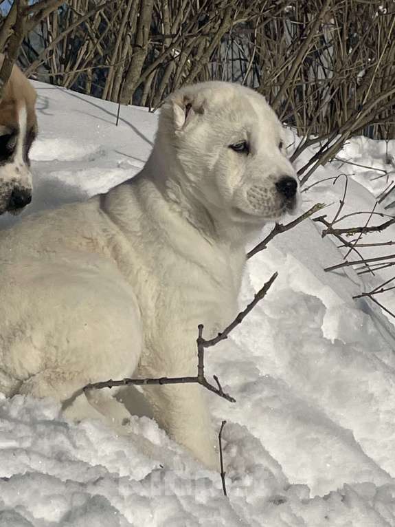Собаки в Москве: Алабай, щенок, среднеазиатская овчарка Девочка, Бесплатно - фото 2