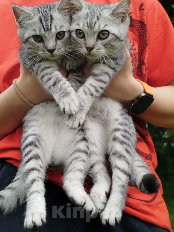 Кошки в Москве: Британский котенок Мальчик, 15 000 руб. - фото 7