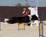 Собаки в Москве: Девочка (сука) бордер-колли: послушна и очень перспективна в аджилити Девочка, 130 000 руб. - фото 7
