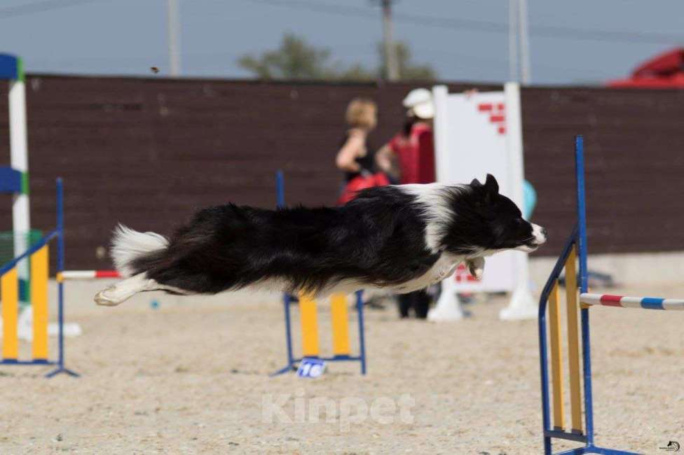 Собаки в Москве: Девочка (сука) бордер-колли: послушна и очень перспективна в аджилити Девочка, 130 000 руб. - фото 7
