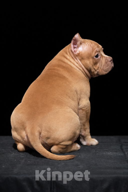 Собаки в Санкт-Петербурге: американский булли Девочка, Бесплатно - фото 2