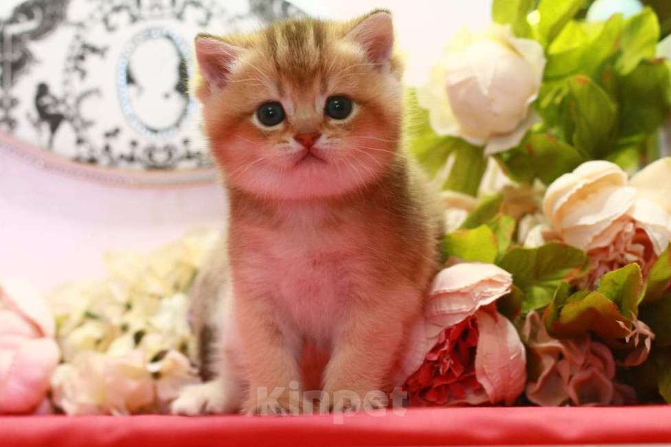 Кошки в Москве: Золотая красотка  Девочка, 30 000 руб. - фото 2