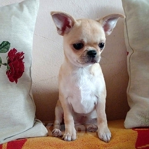 Собаки в Москве: Щенок чихуахуа девочка Девочка, 60 000 руб. - фото 2