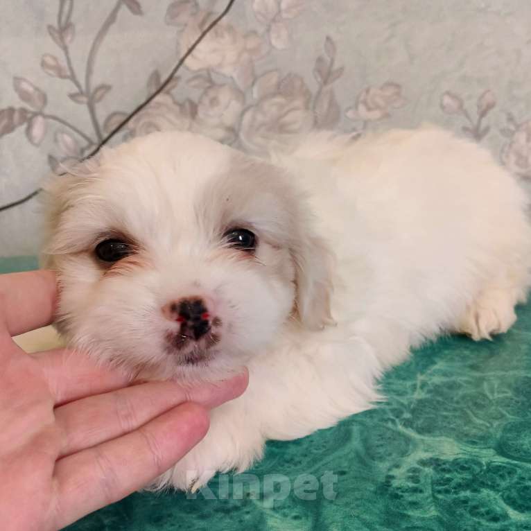 Собаки в Липецке: Мальтийская болонка Девочка, 25 000 руб. - фото 1