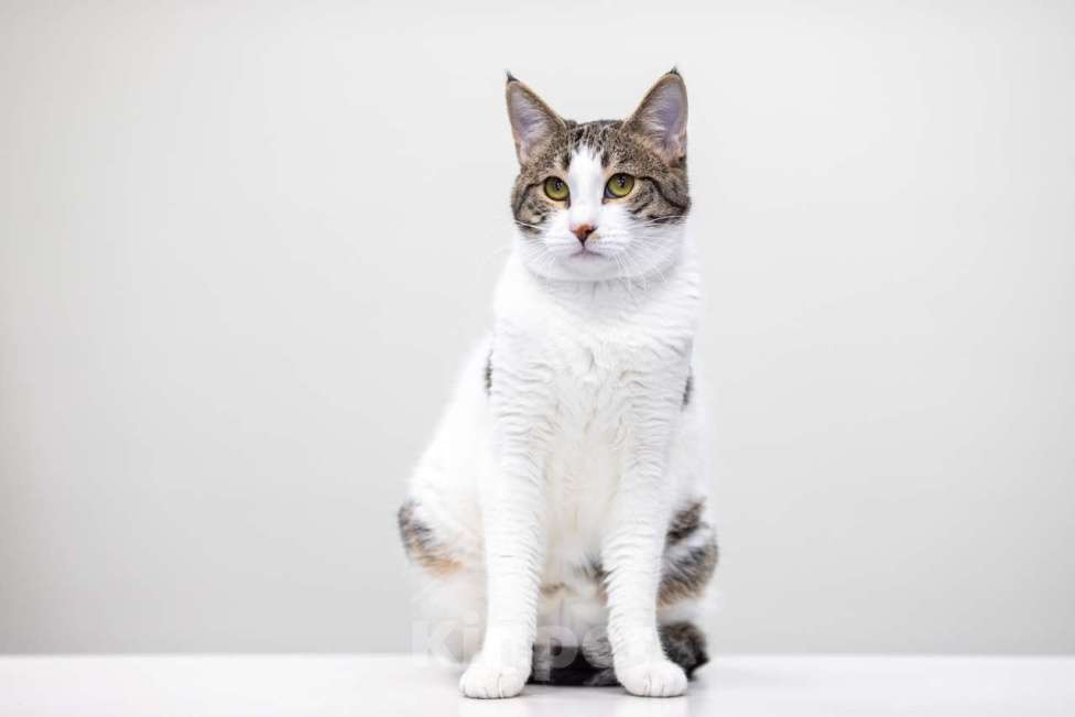 Кошки в Москве: котенок Дворжик в добрые руки Мальчик, Бесплатно - фото 7