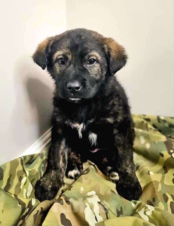 Собаки в Санкт-Петербурге: Чудесные щенки мальчик и девочка метисы лабрадора в дар Мальчик, 10 руб. - фото 3