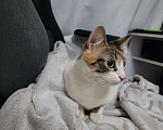 Кошки в Москве: Котенок в добрые руки Девочка, Бесплатно - фото 2