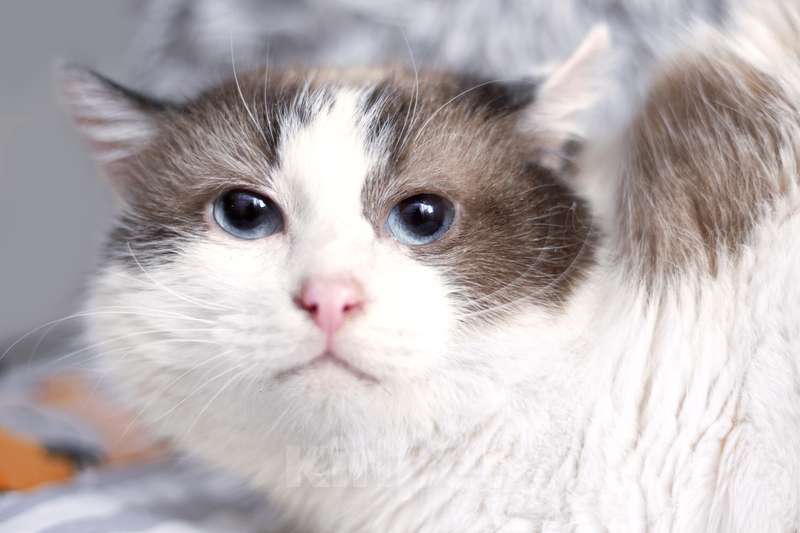 Кошки в Москве: Голубоглазый кот Малахит с трудной судьбой в добрые руки Мальчик, 1 руб. - фото 2