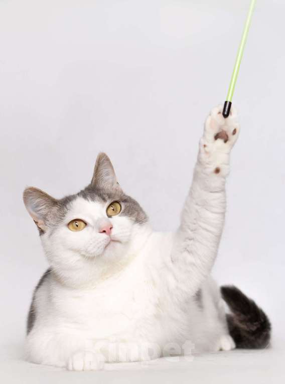 Кошки в Москве: Молодая шотландская кошечка Лиза ищет дом Девочка, Бесплатно - фото 5