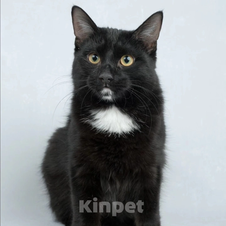 Кошки в Москве: Котик Пират никому не нужен Мальчик, Бесплатно - фото 5