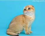 Кошки в Геленджике: Шотландская вислоухая золотая шиншилла Девочка, 35 000 руб. - фото 3