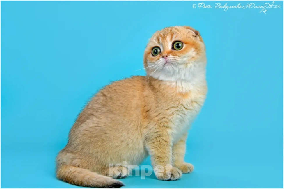 Кошки в Геленджике: Шотландская вислоухая золотая шиншилла Девочка, 35 000 руб. - фото 3