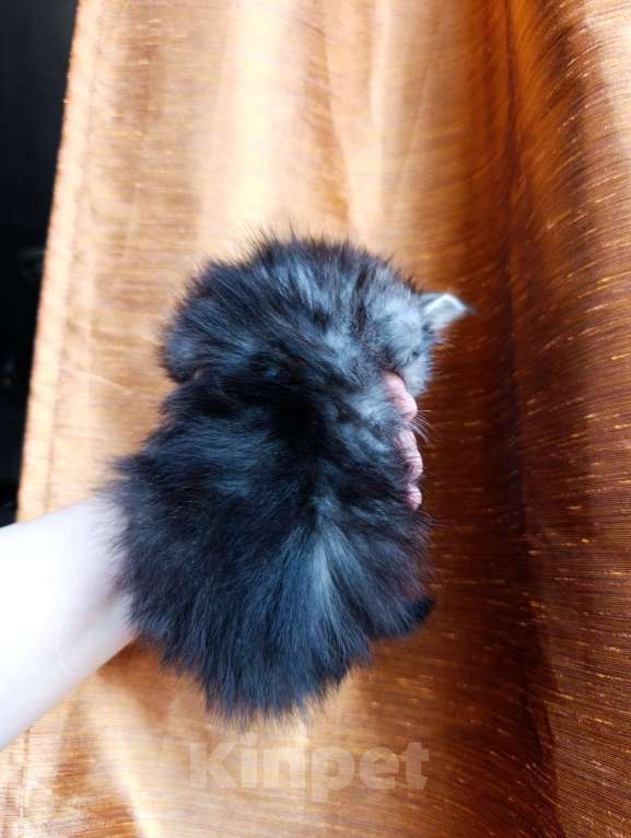 Кошки в Москве: Мейн кун девочка Девочка, 35 000 руб. - фото 7