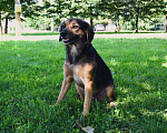 Собаки в Москве: ФИФОЧКА Девочка, Бесплатно - фото 6