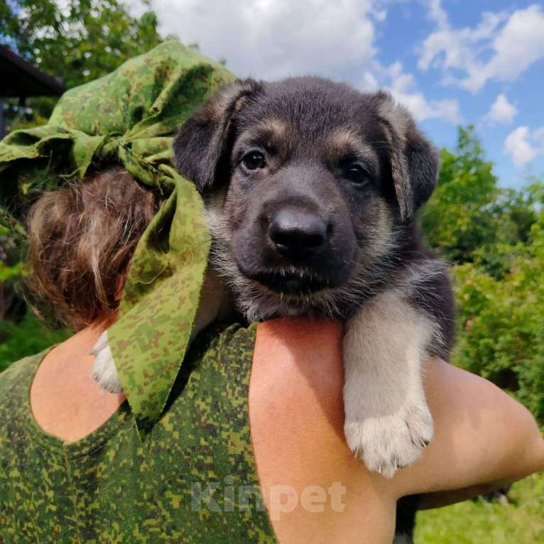 Собаки в других городах Краснодарского края: Восточноевропейская овчарка Девочка, 45 000 руб. - фото 8