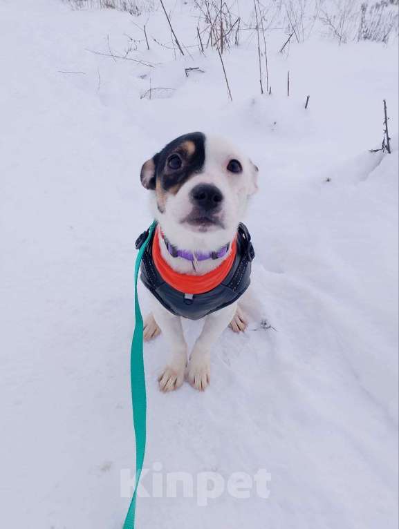 Собаки в Санкт-Петербурге: Маленькая красивая собачка Девочка, Бесплатно - фото 5