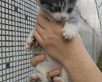 Кошки в Реутове: Котёнок в добрые руки Мальчик, Бесплатно - фото 2