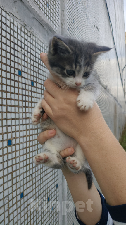Кошки в Реутове: Котёнок в добрые руки Мальчик, Бесплатно - фото 2