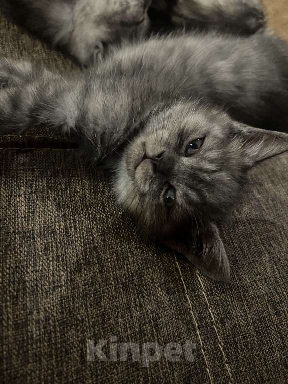 Кошки в Саратове: Шотландские котята Разнополые, 8 000 руб. - фото 6