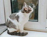 Кошки в Реутове: Особая кошечка Мышка ищет дом. Девочка, Бесплатно - фото 6