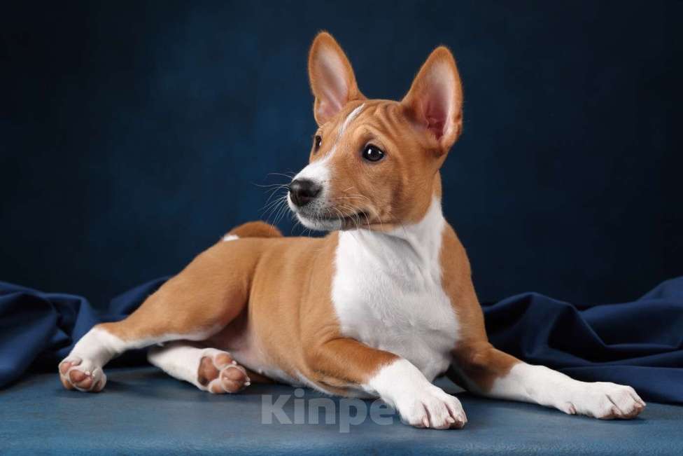 Собаки в Санкт-Петербурге: Щенок басенджи Девочка, Бесплатно - фото 4