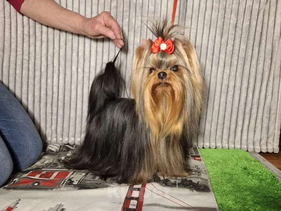 Собаки в Москве: Йорк девочка мини Девочка, 120 000 руб. - фото 3