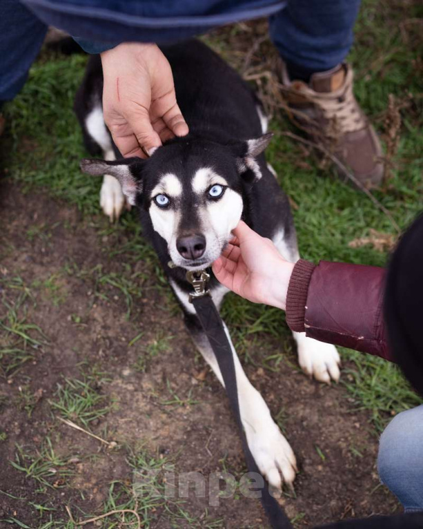 Собаки в Москве: Аляска, 1.5 года Девочка, Бесплатно - фото 2