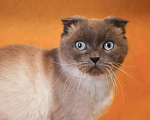 Кошки в других городах Московской области: Красавица Сямочка ищет дом Девочка, 10 руб. - фото 6