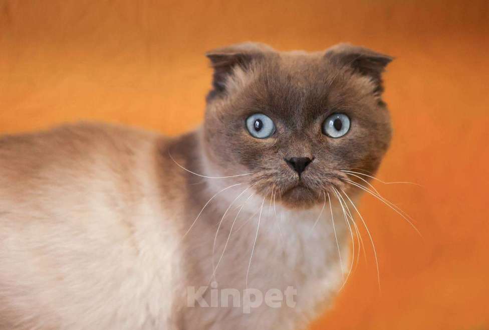 Кошки в других городах Московской области: Красавица Сямочка ищет дом Девочка, 10 руб. - фото 6