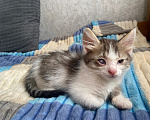 Кошки в Уфе: котята в добрые руки Разнополые, Бесплатно - фото 4