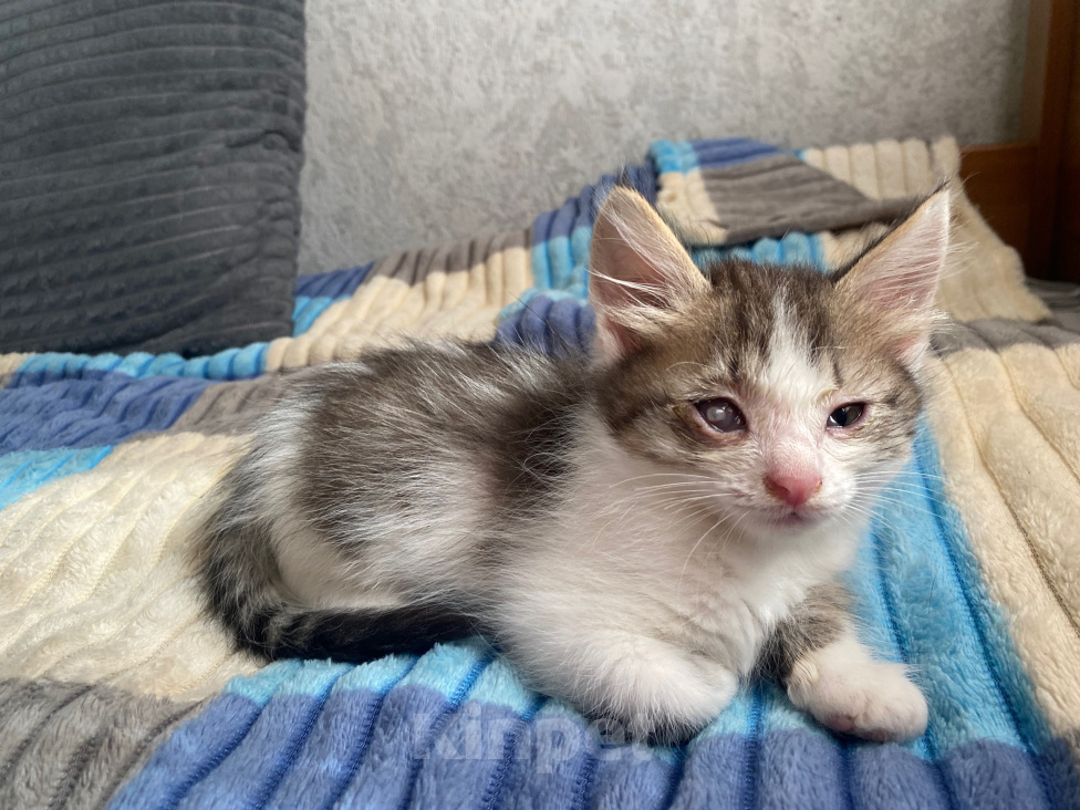 Кошки в Уфе: котята в добрые руки Разнополые, Бесплатно - фото 4
