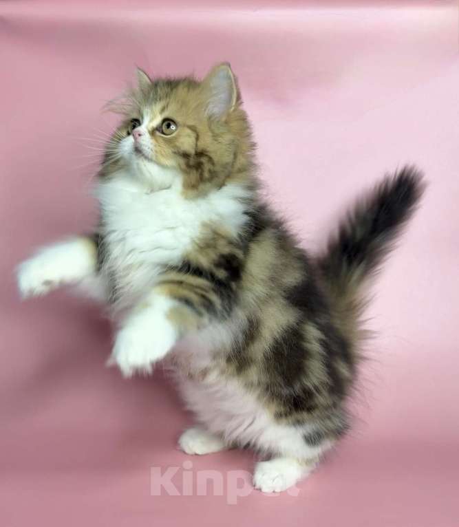 Кошки в Санкт-Петербурге: Очаровательная девочка Хайленд Страйт Девочка, 80 000 руб. - фото 4