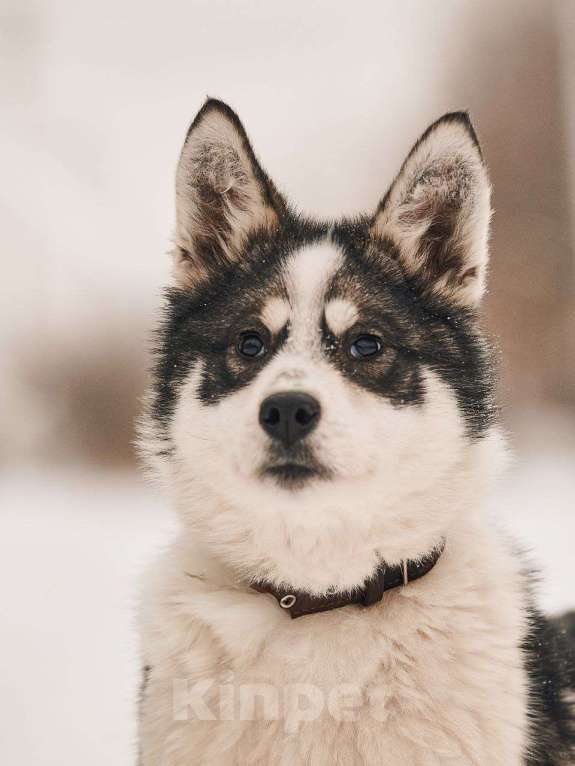 Собаки в Лосином-Петровском: Шаман якутенок Мальчик, Бесплатно - фото 4