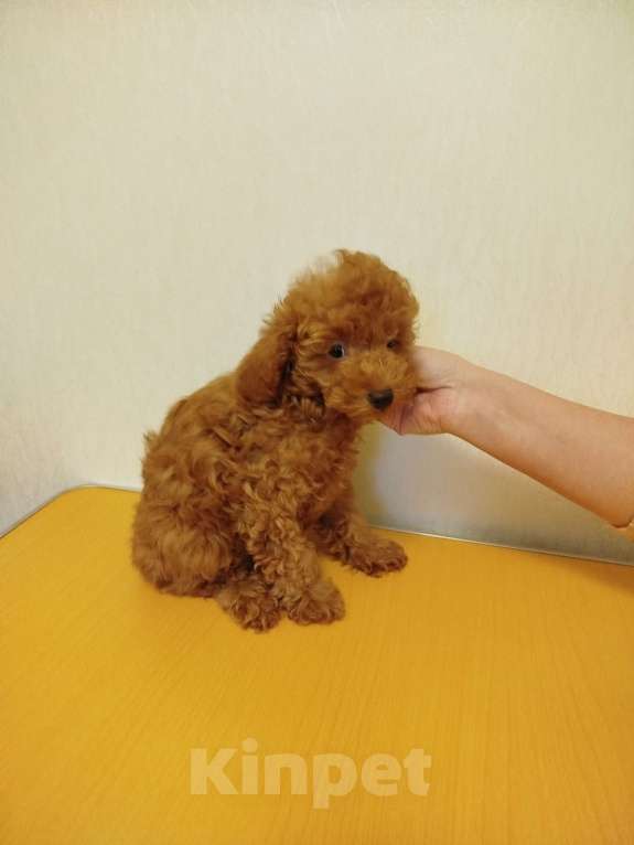 Собаки в Москве: Миниатюрный пудель щенок Мальчик, 100 000 руб. - фото 2