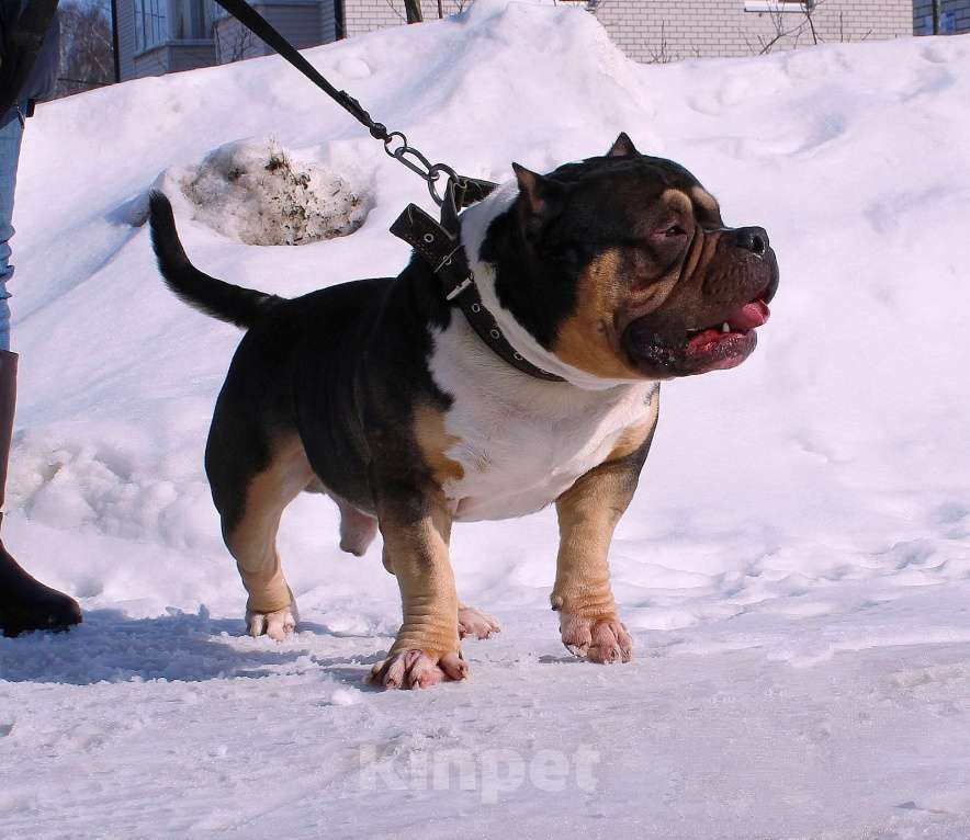 Собаки в Мурманске: Булли . Подрастают малыши. Разнополые, 70 000 руб. - фото 10