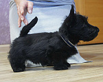 Собаки в Челябинске: скотч терьер щенки Мальчик, 60 000 руб. - фото 3