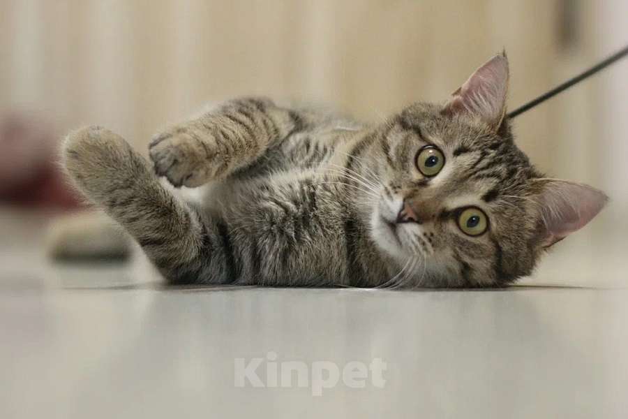 Кошки в Москве: Веня – гиперласковый 7 мес котик в добрые руки Мальчик, Бесплатно - фото 1
