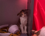 Кошки в Москве: Котенок-девочка в добрые руки Девочка, Бесплатно - фото 9