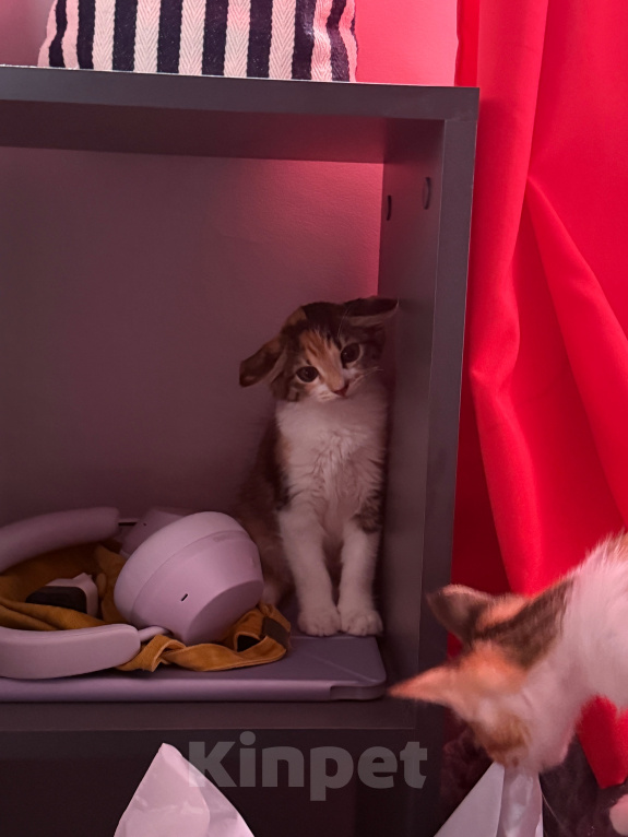Кошки в Москве: Котенок-девочка в добрые руки Девочка, Бесплатно - фото 9