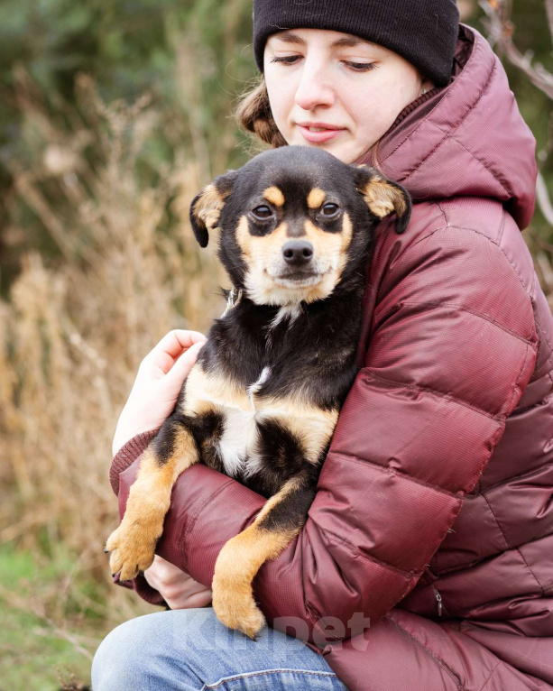 Собаки в Москве: Маленькая собачка из приюта ищет дом Девочка, Бесплатно - фото 1