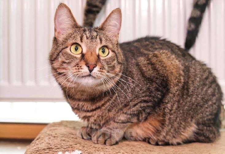 Кошки в Москве: Каково это - быть не нужной? Девочка, Бесплатно - фото 1